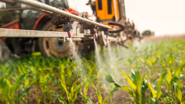 Wasp Removal Services in Waukon, IA